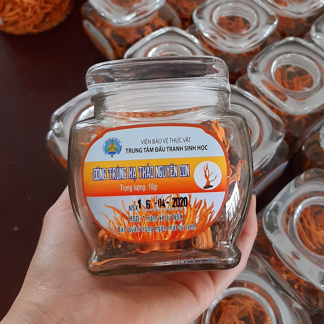 Đông trùng hạ thảo nguyên con khô